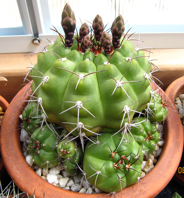 Gymnocalycium chiquitanum